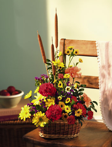 Feast/Carns,Daisies,Cat Tails,Statice