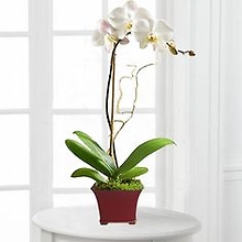 Elegant Phalaenopsis Orchid