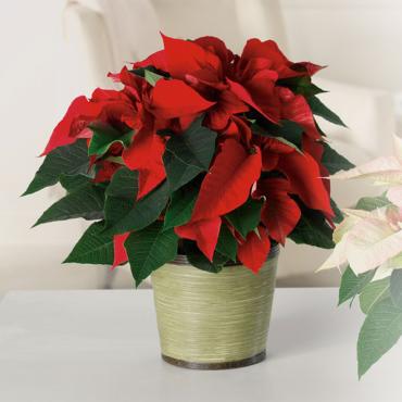 Classic Poinsettia 8\"