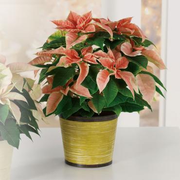 Classic Pink Poinsettia