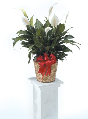 Peace Lily--8 inch