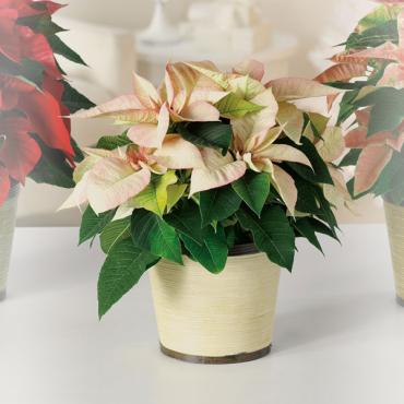 Classic Cream Poinsettia 8\"