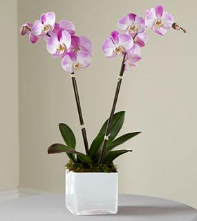 Orchid Memories