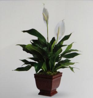 Peace lilly--10 inch