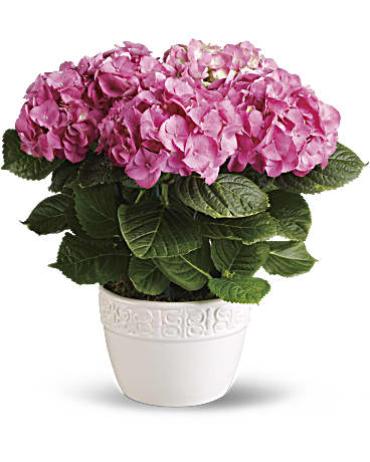 Happy Hydrangea/6\"Ceramic