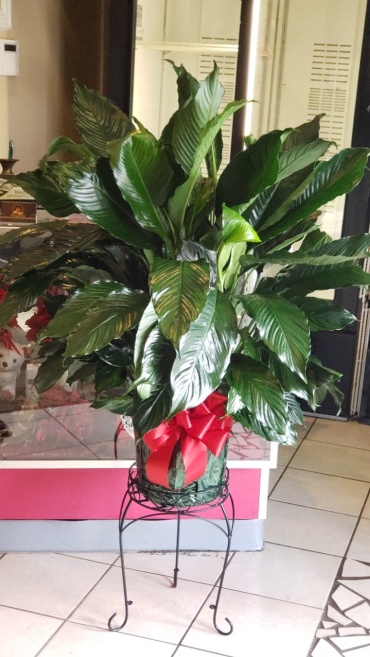 10\" PEACE LILY