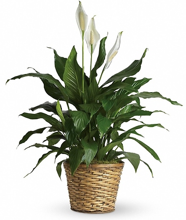 8\" Peace Lily