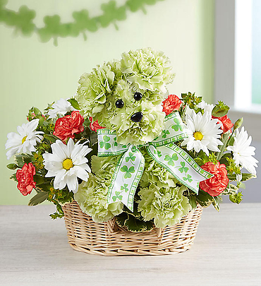Lucky/Carnations,Daisies,Solidego