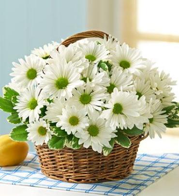 Green Delight/Daisies