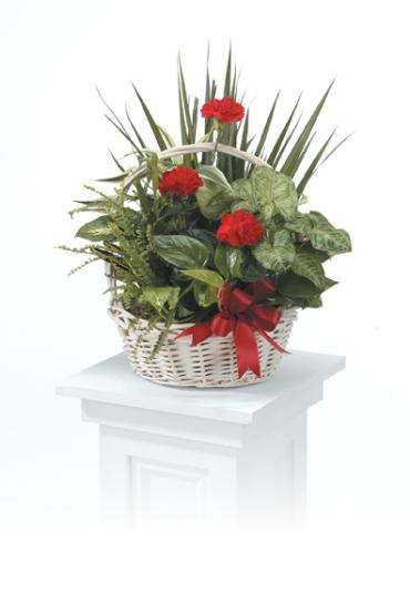 Dish Garden Basket--10 inch