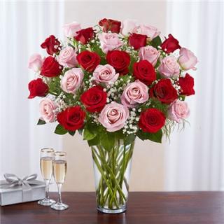 Ultimate Elegance and Love/33Roses