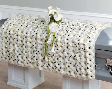 White Gerbera Daisy Blanket