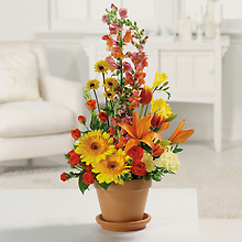 Terra Cotta Treasures/Gerbs,Lillies,Snaps,Carns