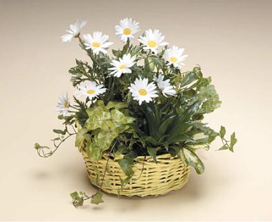 Basket of Green and Dasie\'s 8\"
