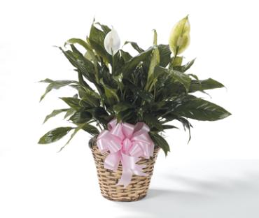 Small Peace Lily--6 inch