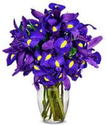 Stunning Blu Iris